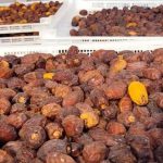 Paraguay Prepares Date Export to Brazil from Chaco Region