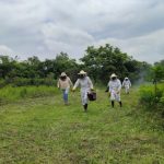 Apicultura: una solución para salvar abejas y familias