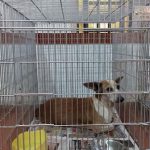 Adopta un perrito: 30 mascotas buscan hogar en Defensa Animal