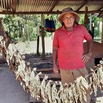 Tabaco: La apuesta rentable de un productor misionero