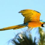 Guacamayo herido será trasladado a la reserva de Itaipú